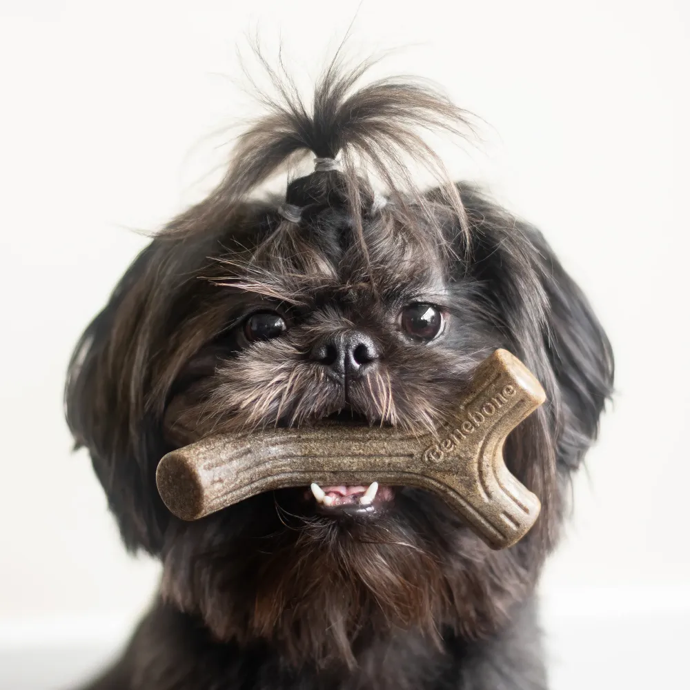 Benebone Bacon Flavored Maplestick and Zaggler Chew Toys for Dogs