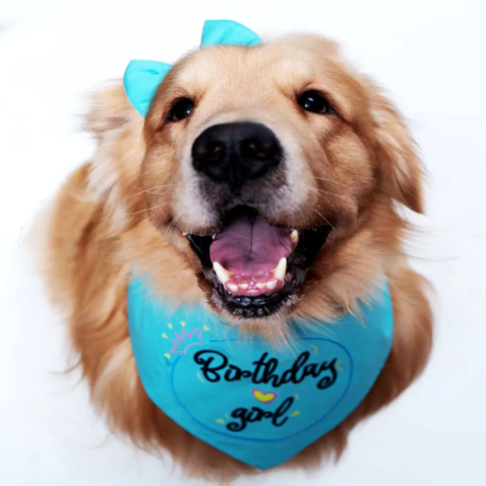 Dogobow Birthday Girl Scarf for Dogs (Teal blue) (Get a Bow Free)