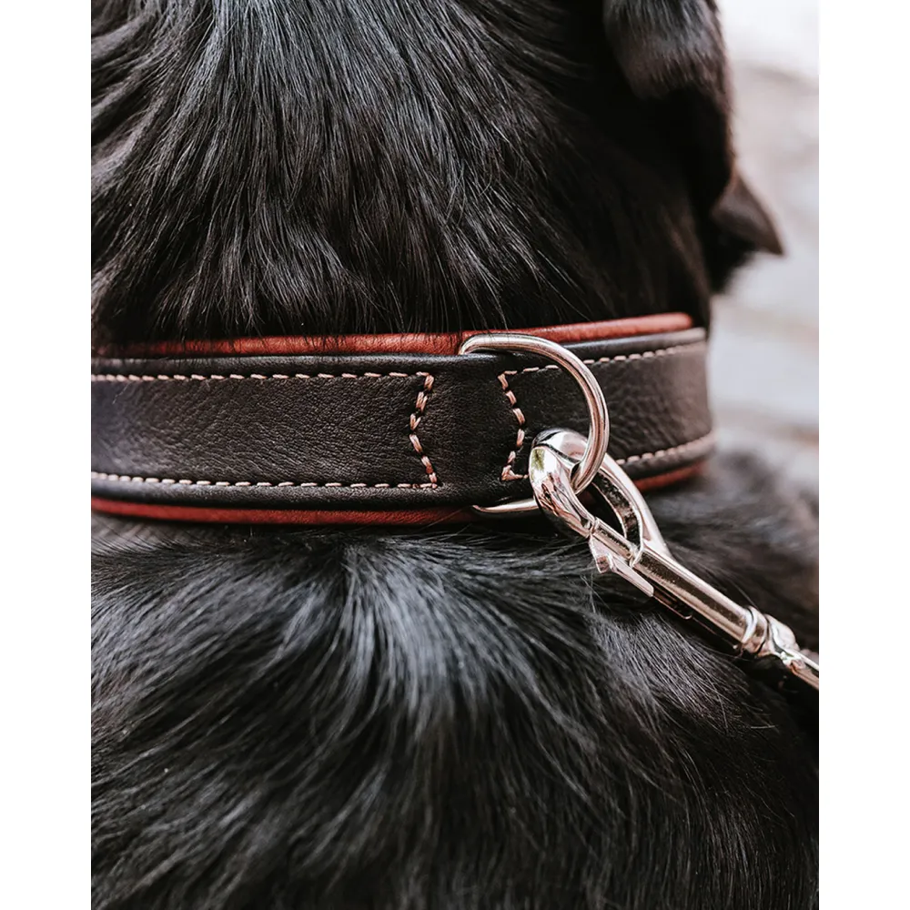 Hunter Canadian UP Collar for Dogs (Black)