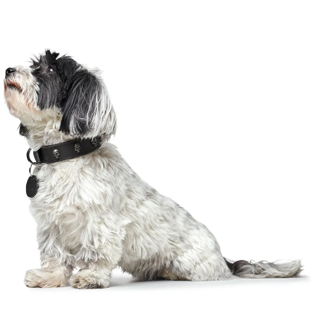 Hunter Tijuana Collar for Dogs (Black)