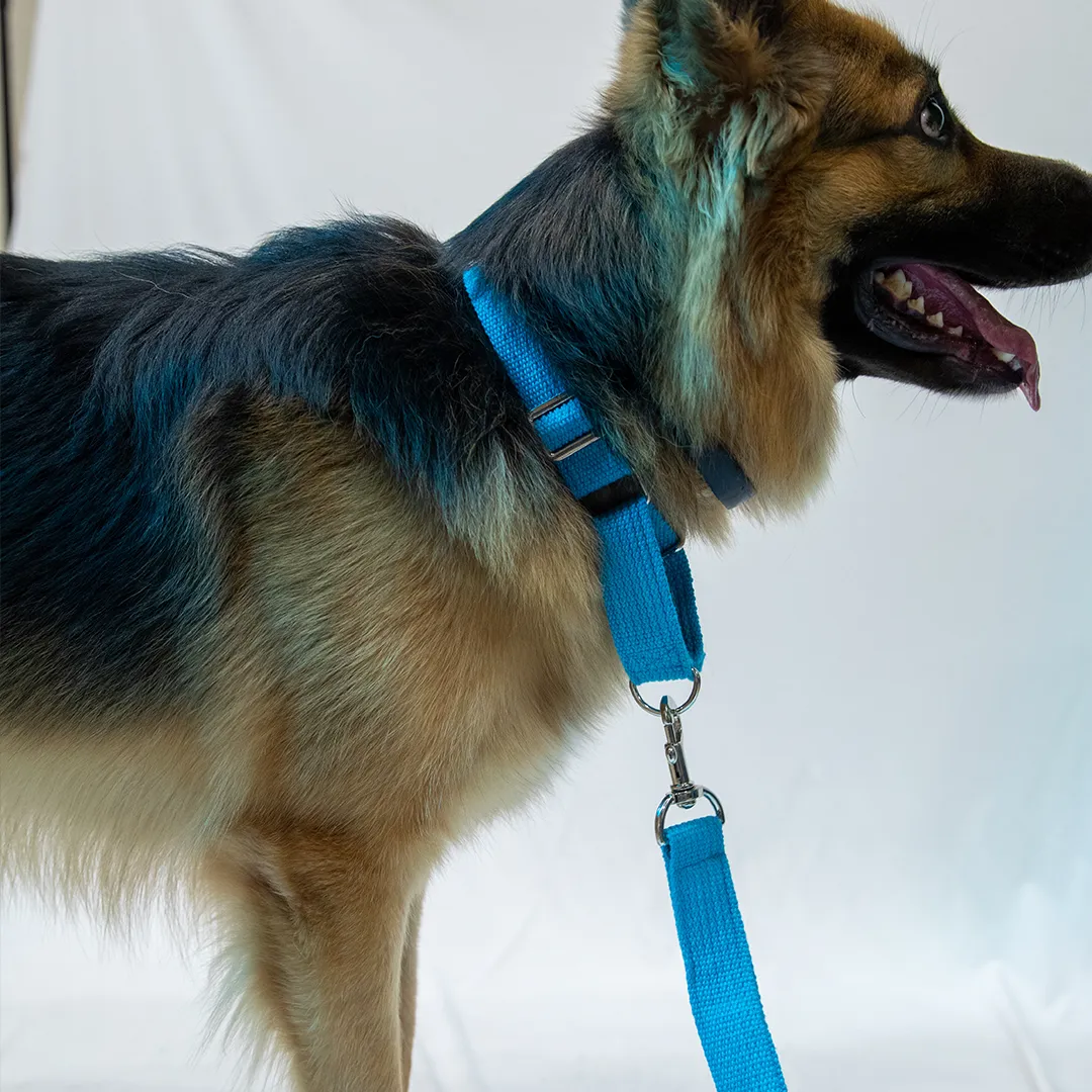 Let's Wag Martingale Fabric Collar for Dogs (Cobalt Blue)
