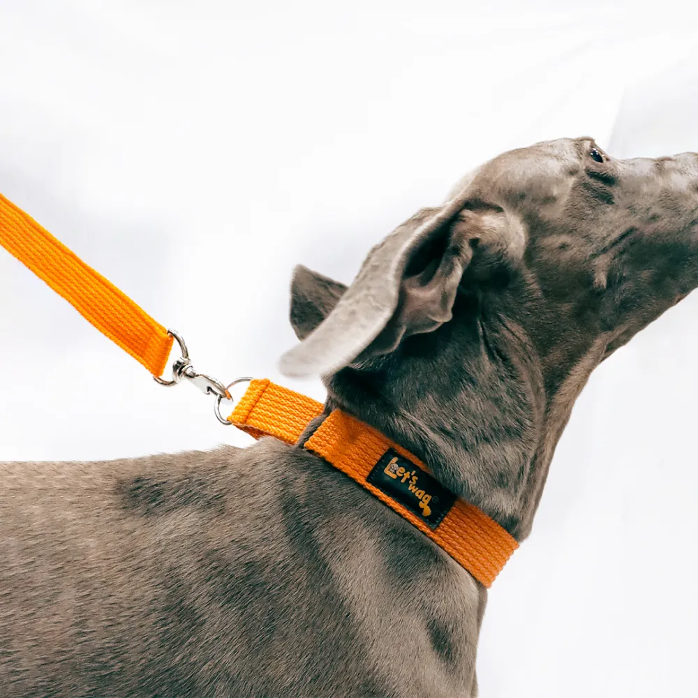 Let's Wag Martingale Fabric Collar for Dogs (Orange)