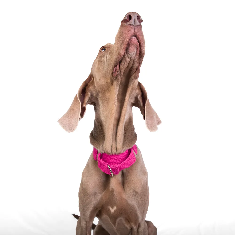 Let's Wag Martingale Fabric Collar for Dogs (Pink)