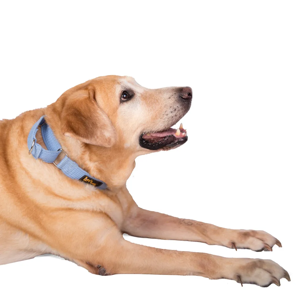 Let's Wag Martingale Fabric Collar for Dogs (Sky Blue)