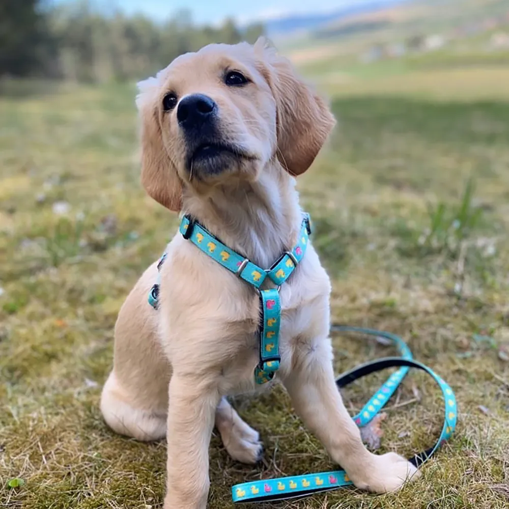 Max & Molly Ducklings Multi-Function Leash for Dogs (Blue)