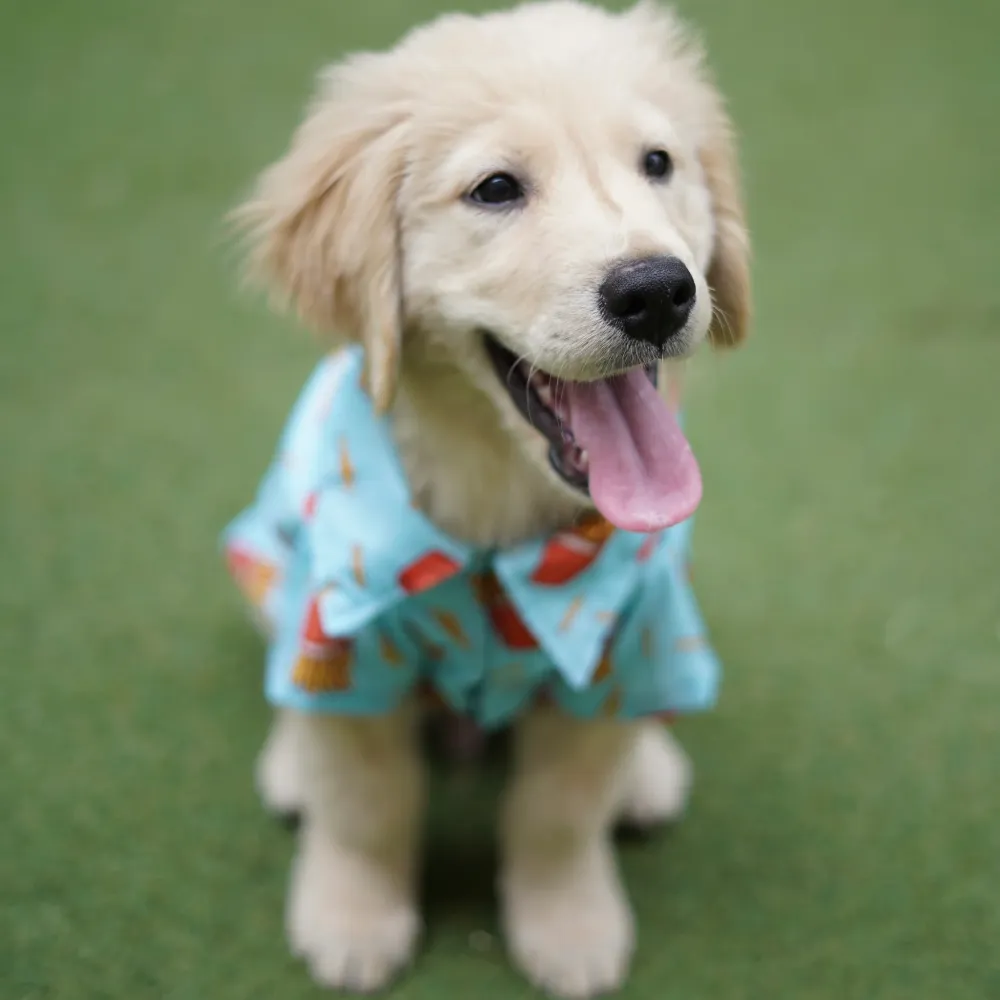 Pawgypets Fries Over Guys Shirt for Dogs (Blue)