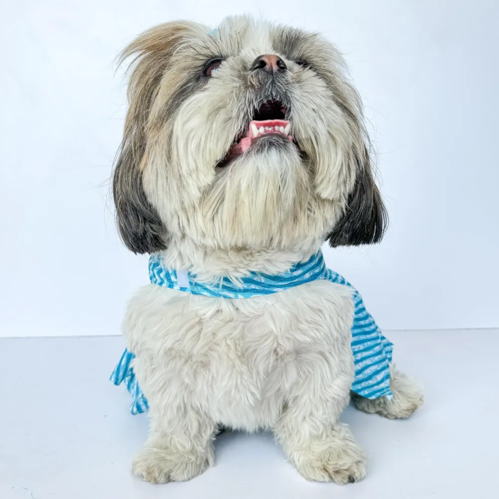 Pawgypets Lehriya Dress for Dogs and Cats (Blue)
