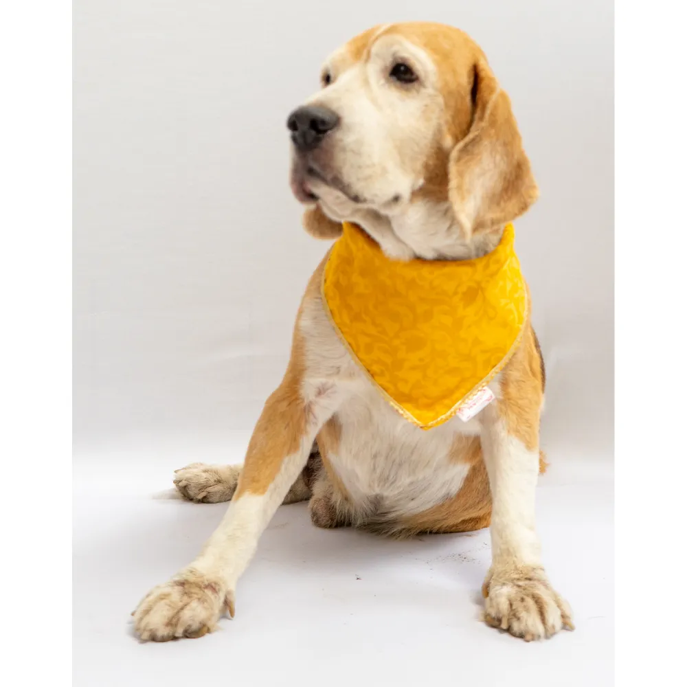 Pawgypets Occasion Wear Bandana for Dogs and Cats (Yellow)