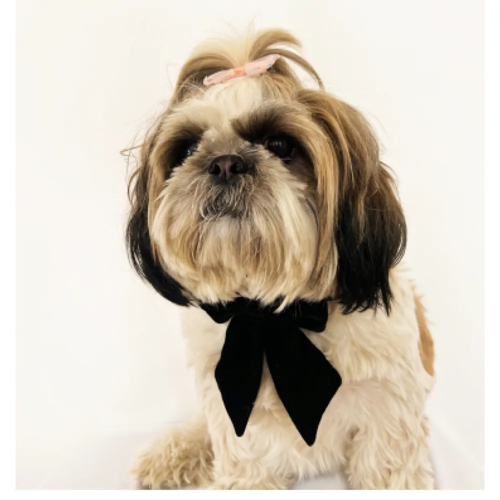 Pawgypets Pigtail Bowtie for Dogs and Cats