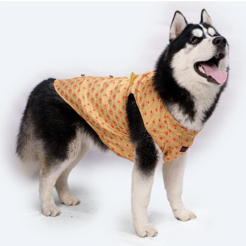 Pawgypets Sherwani for Dogs and Cats (Golden)