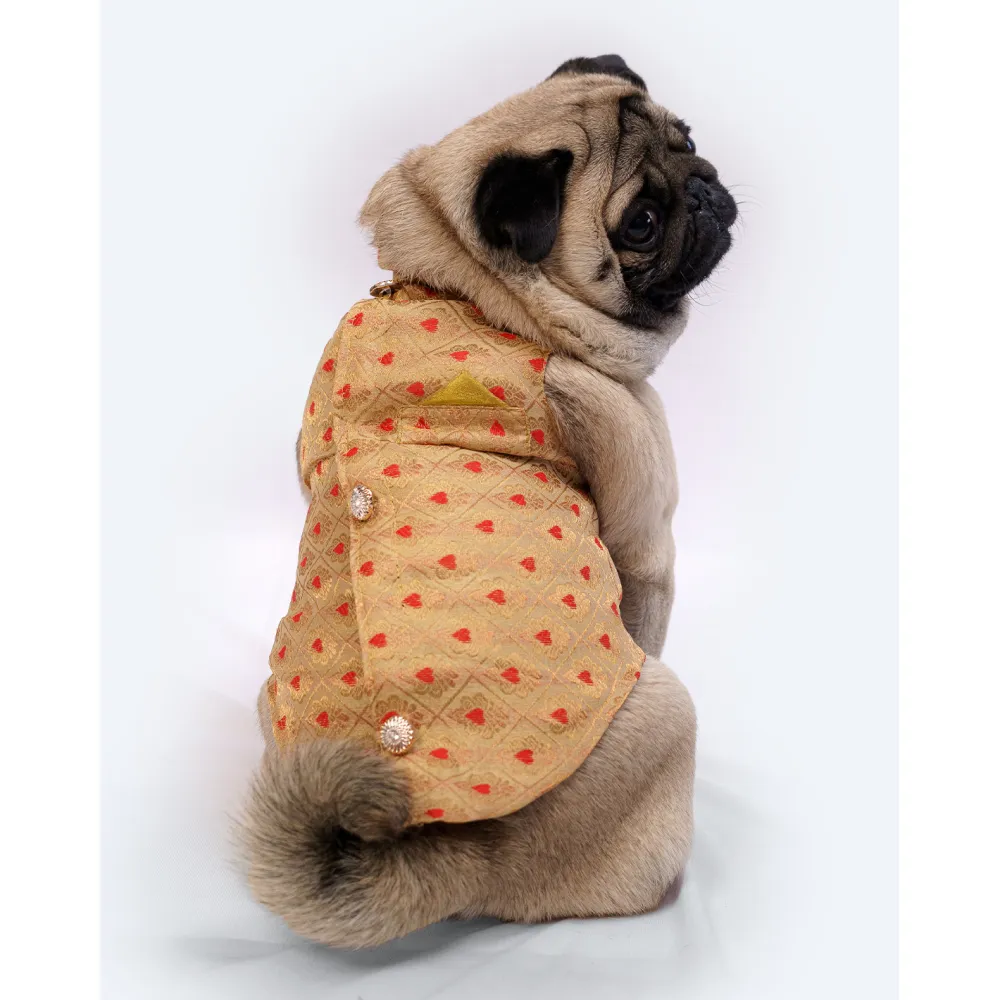 Pawgypets Sherwani for Dogs and Cats (Golden)