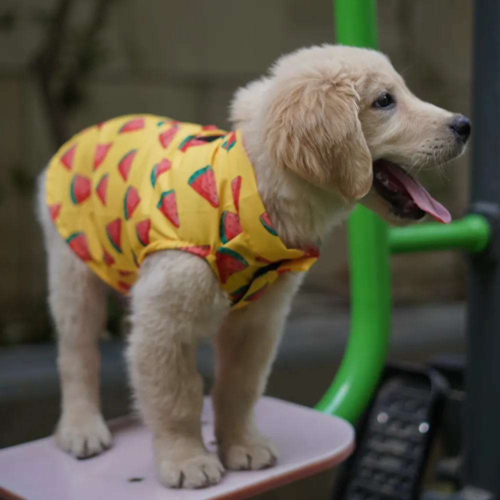 Pawgypets Watermelon sugar sando for Dogs (Yellow)