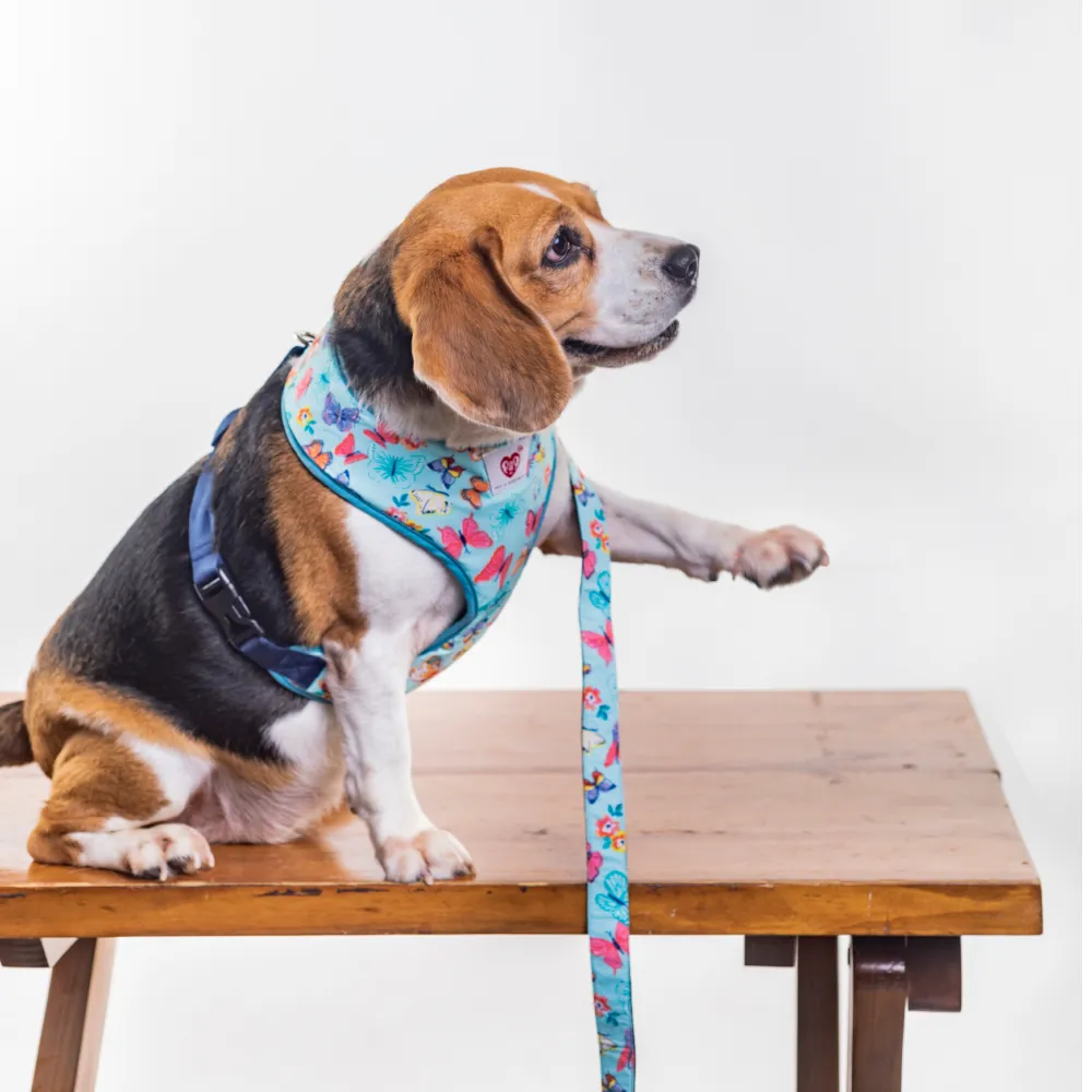 Pet And Parents Butterfly and Polka Reversible Harness for Dogs