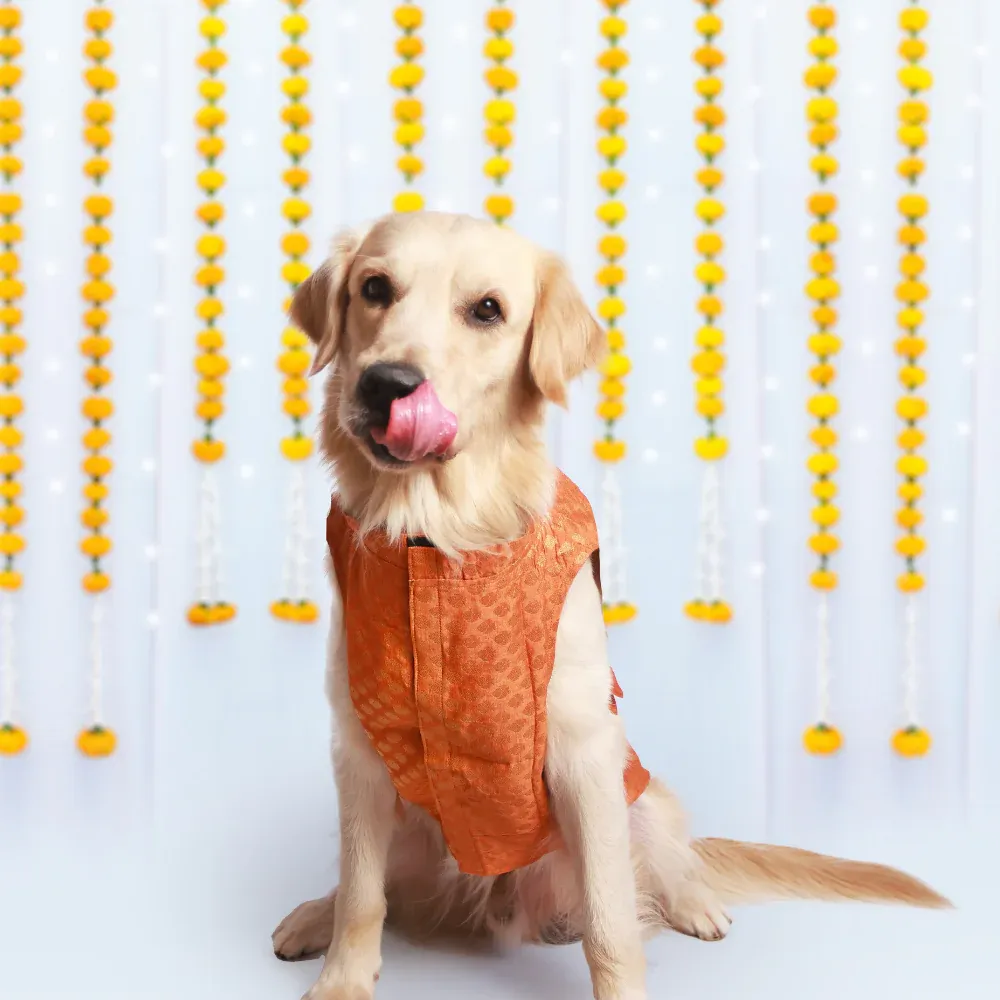 Pet Set Go Kurta with Bowtie  for Dogs (Orange)