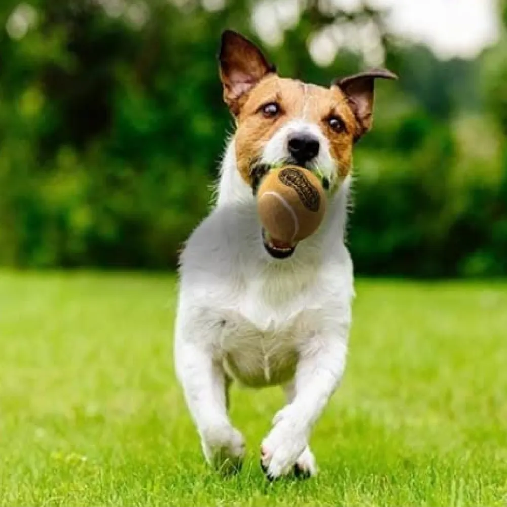 Petsport Peanut Butter Scented Tuff Ball chew Toy for Dogs