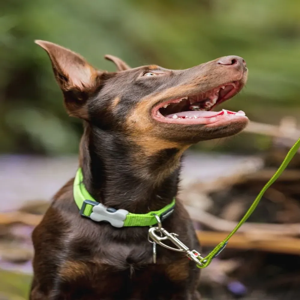 Red Dingo Classic Collar for Dogs (Lime Green)