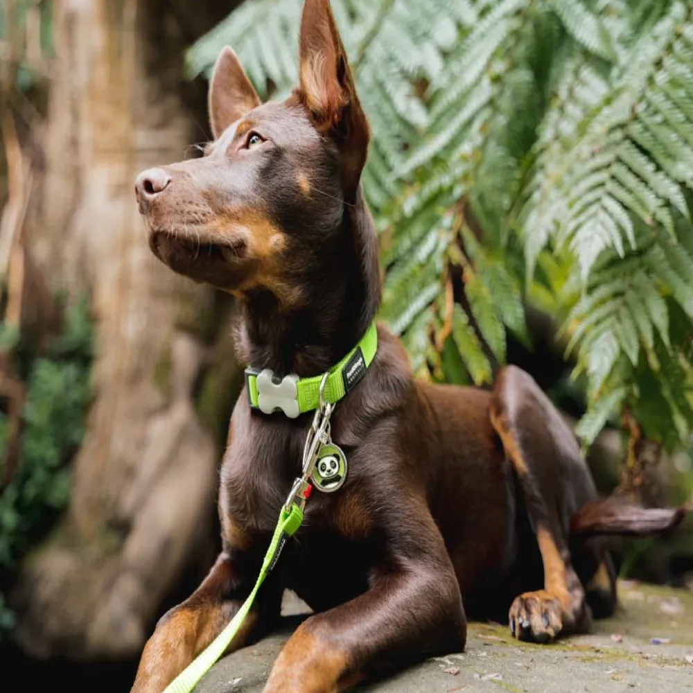 Red Dingo Classic Collar for Dogs (Lime Green)