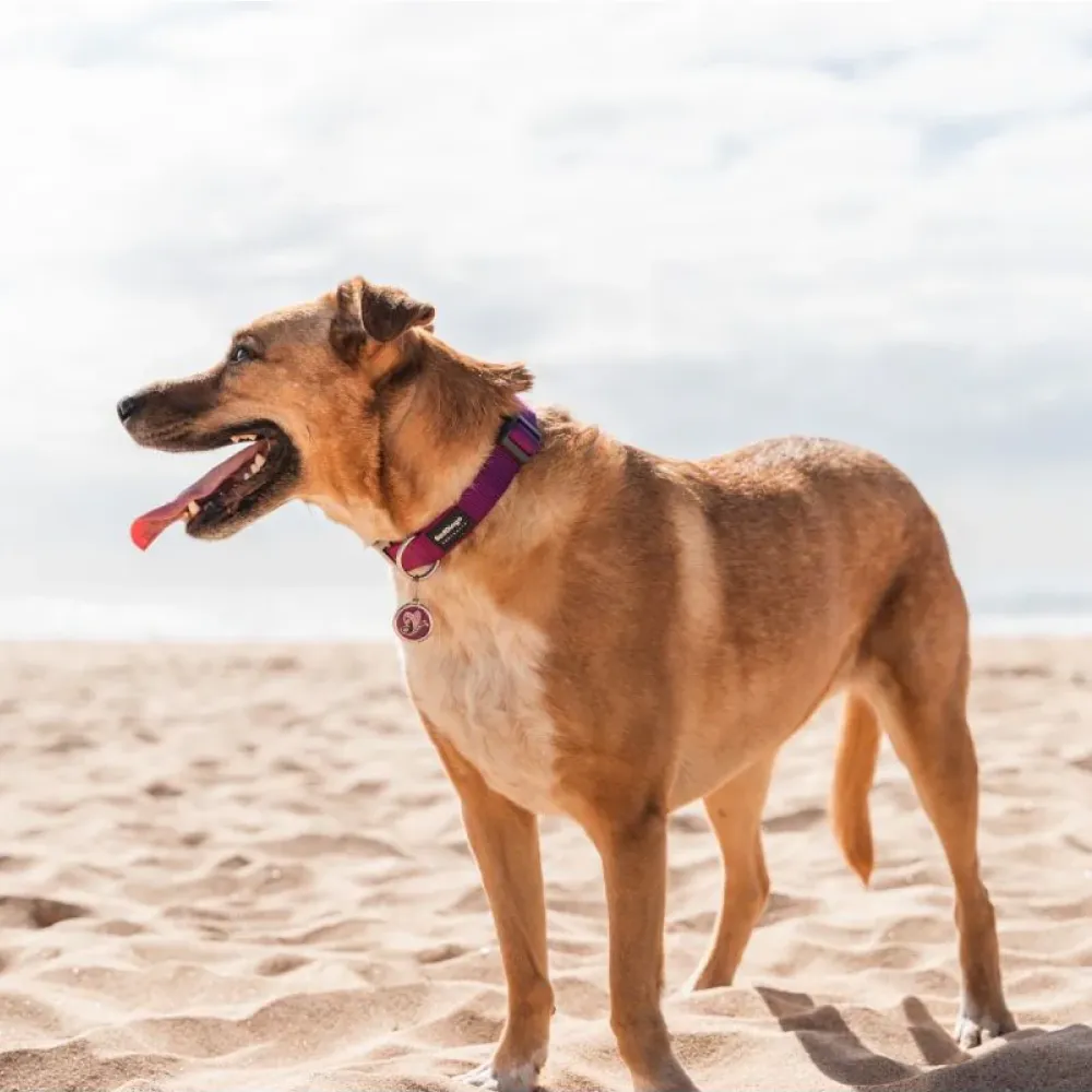 Red Dingo Classic Collar for Dogs (Purple)