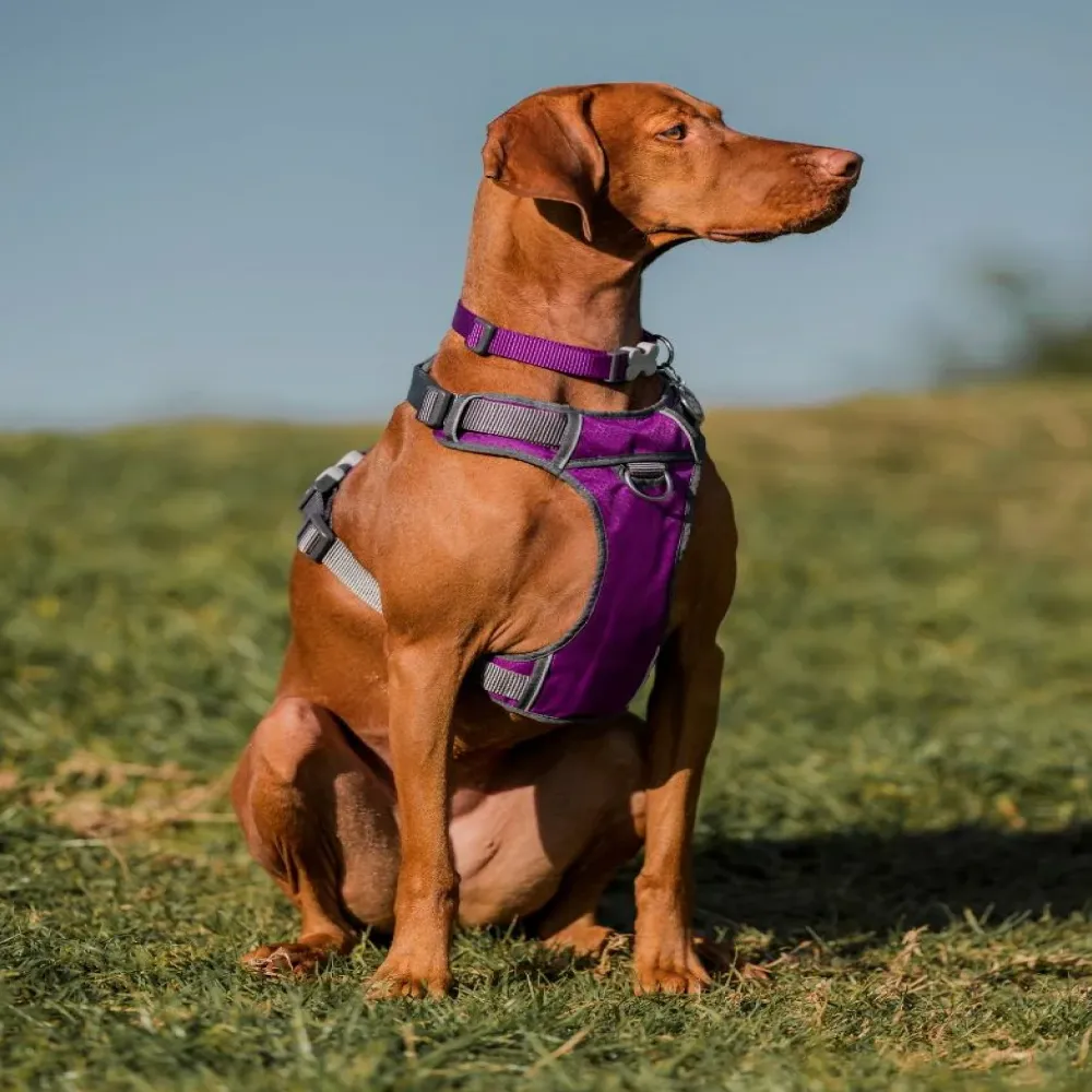 Red Dingo Classic Collar for Dogs (Purple)