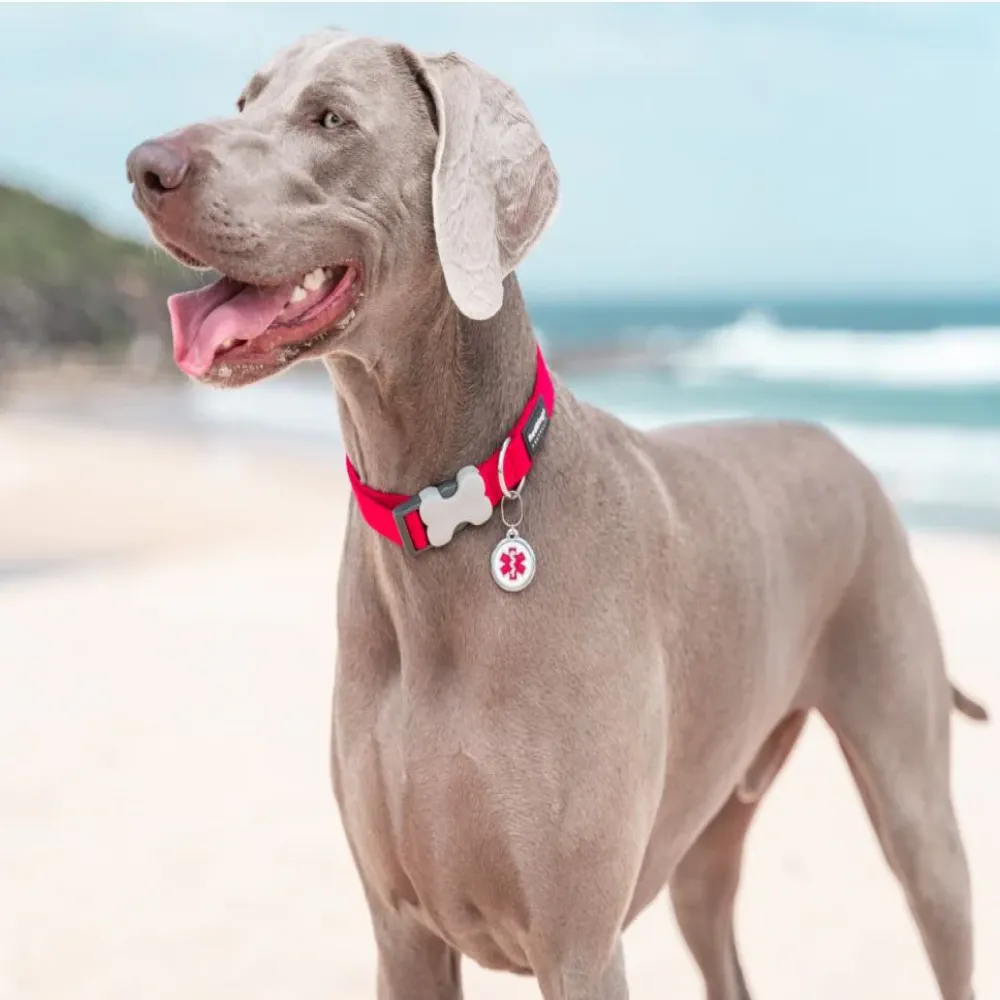 Red Dingo Classic Collar for Dogs (Red)