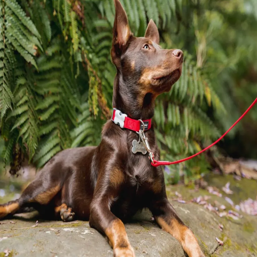 Red Dingo Classic Collar for Dogs (Red)