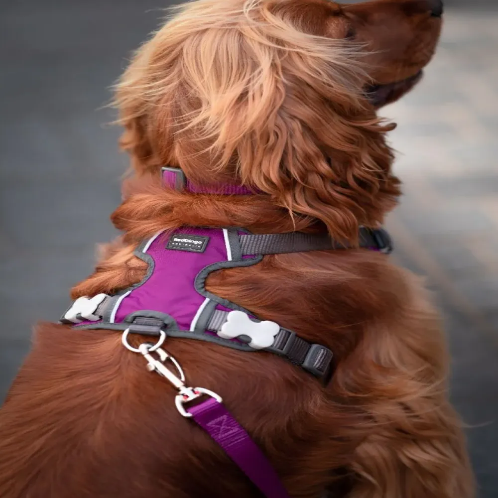 Red Dingo Padded Harness For Dogs (Purple)