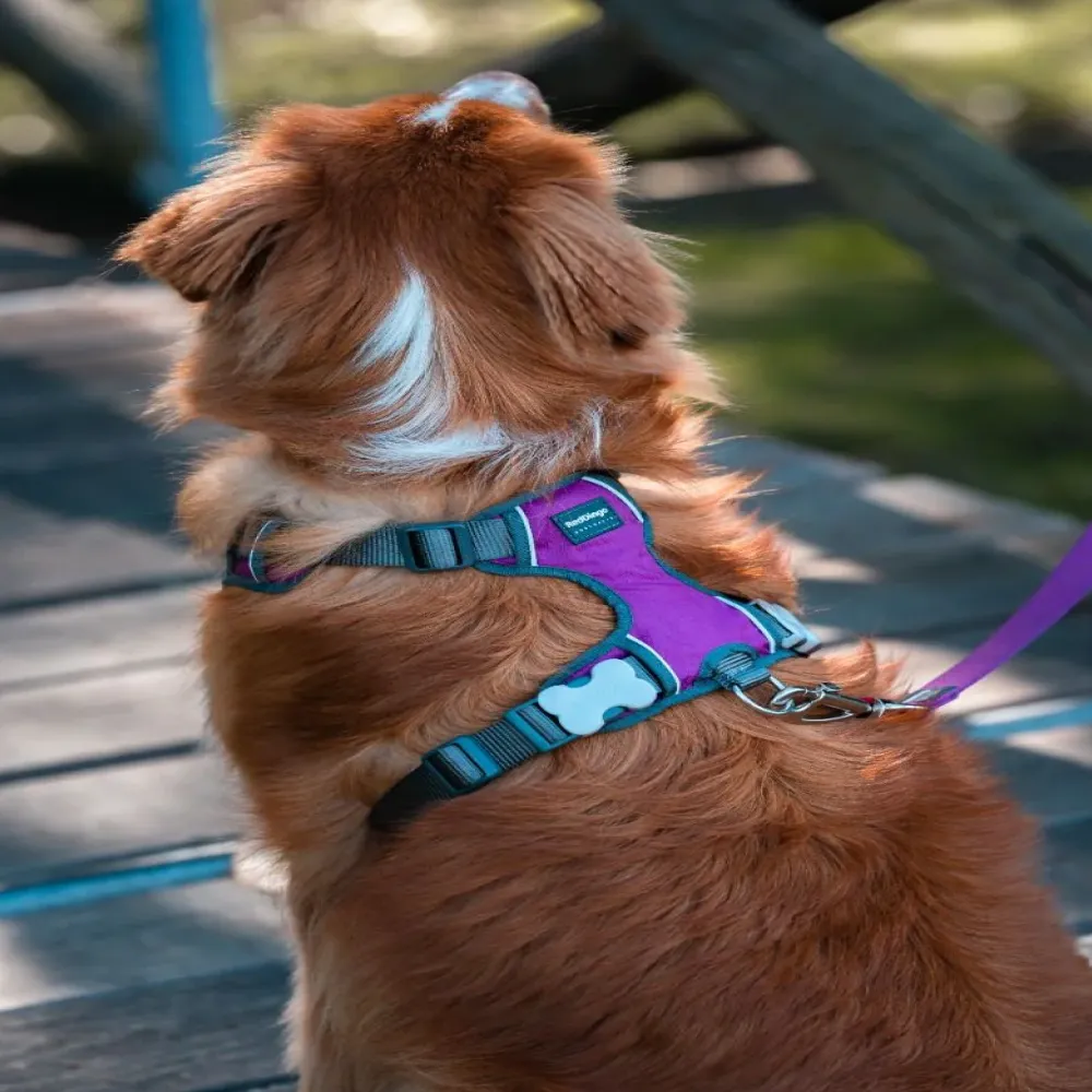 Red Dingo Padded Harness For Dogs (Purple)