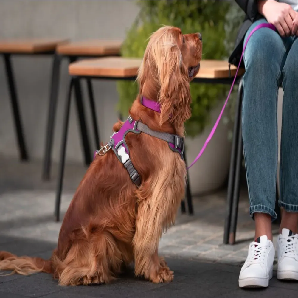 Red Dingo Padded Harness For Dogs (Purple)