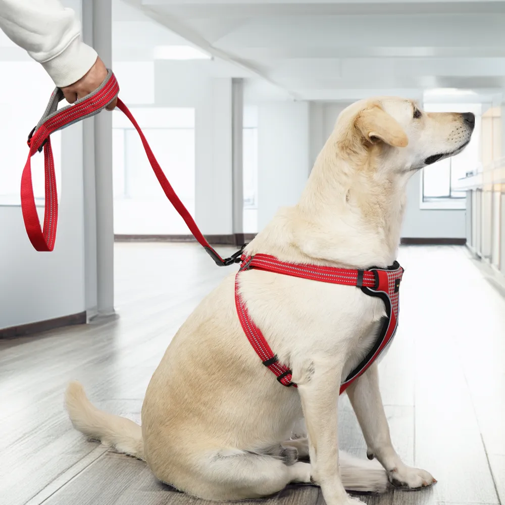Skatrs Adventure in Style & Comfort Fiery Leash for Dogs and Cats (Red)