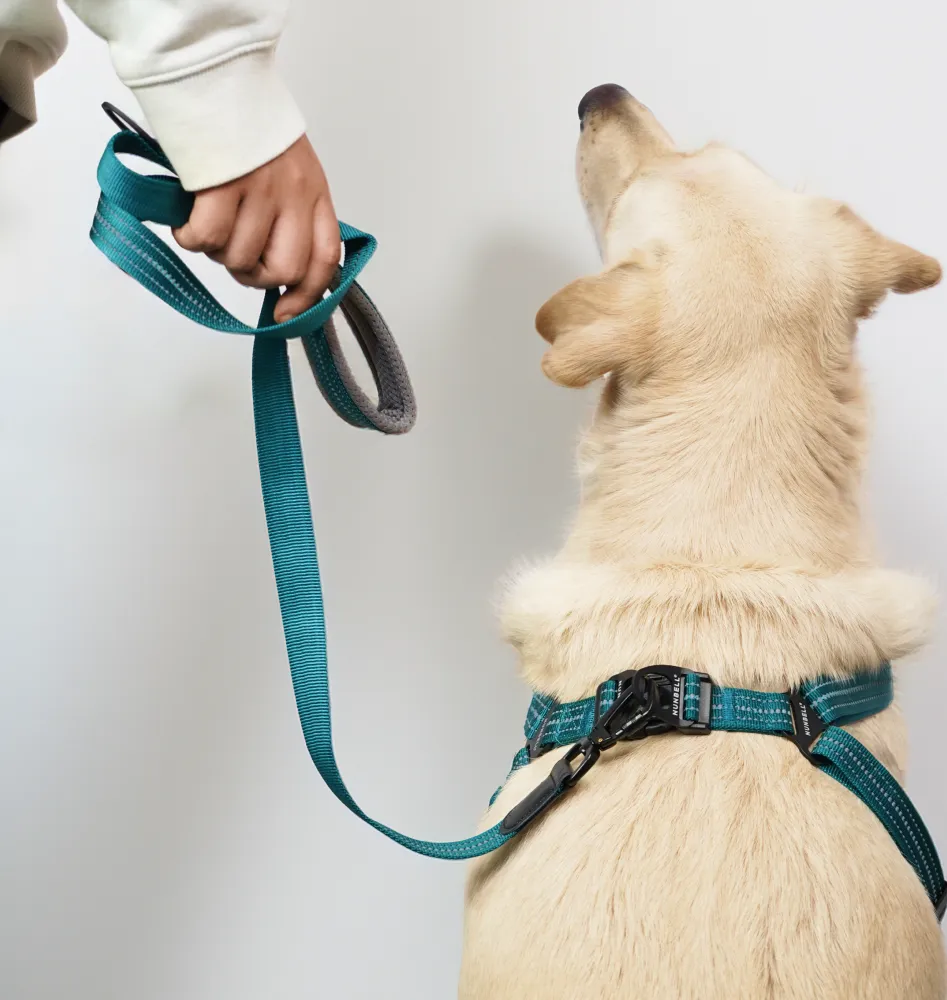 Skatrs Adventure in Style & Comfort Ocean Wave Leash for Dogs and Cats (Blue)