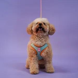 Skatrs Everyday Ready Harness & Leash Set for Small Breed Dogs & Cats (Green)