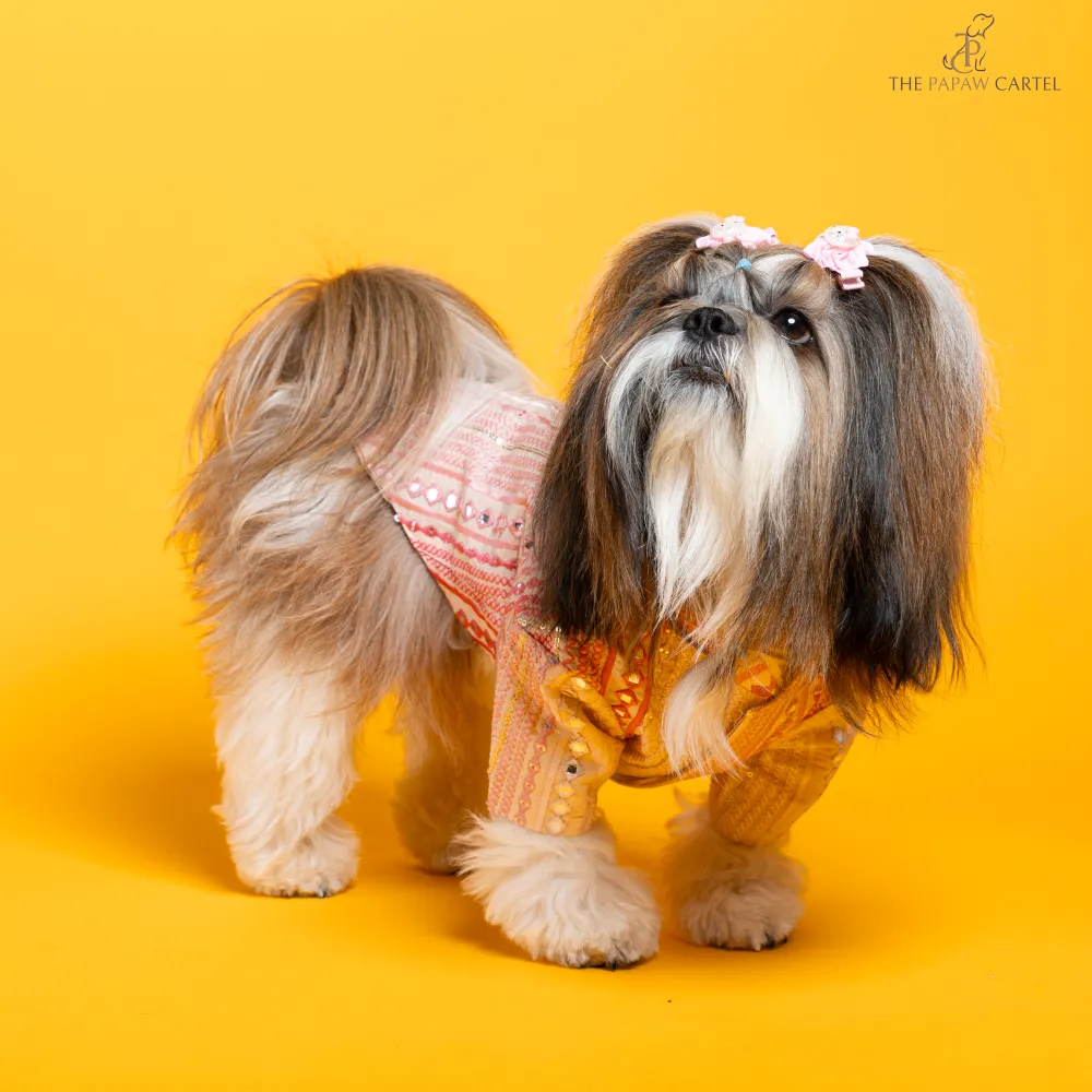 The Papaw Cartel Mirrored Sherwani for Dogs (Pink)