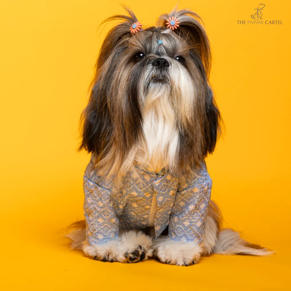 The Papaw Cartel Mosaic Weave Koti with Zari Detailing Sherwani for Dogs (Baby Blue)