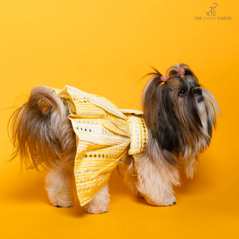 The Papaw Cartel Sunrise Ghagra Choli with Mirror Embroidery for Dogs (Yellow)