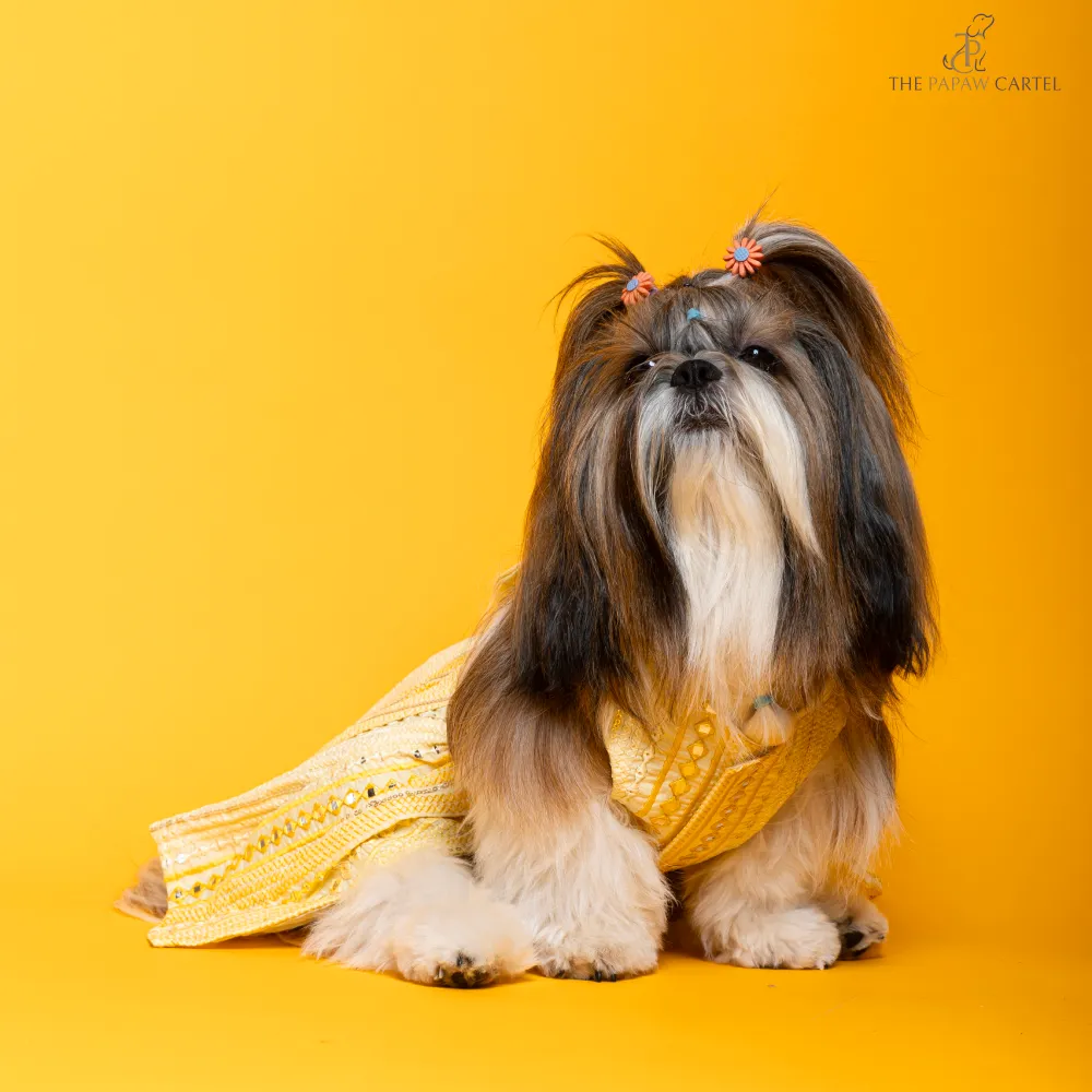 The Papaw Cartel Sunrise Ghagra Choli with Mirror Embroidery for Dogs (Yellow)