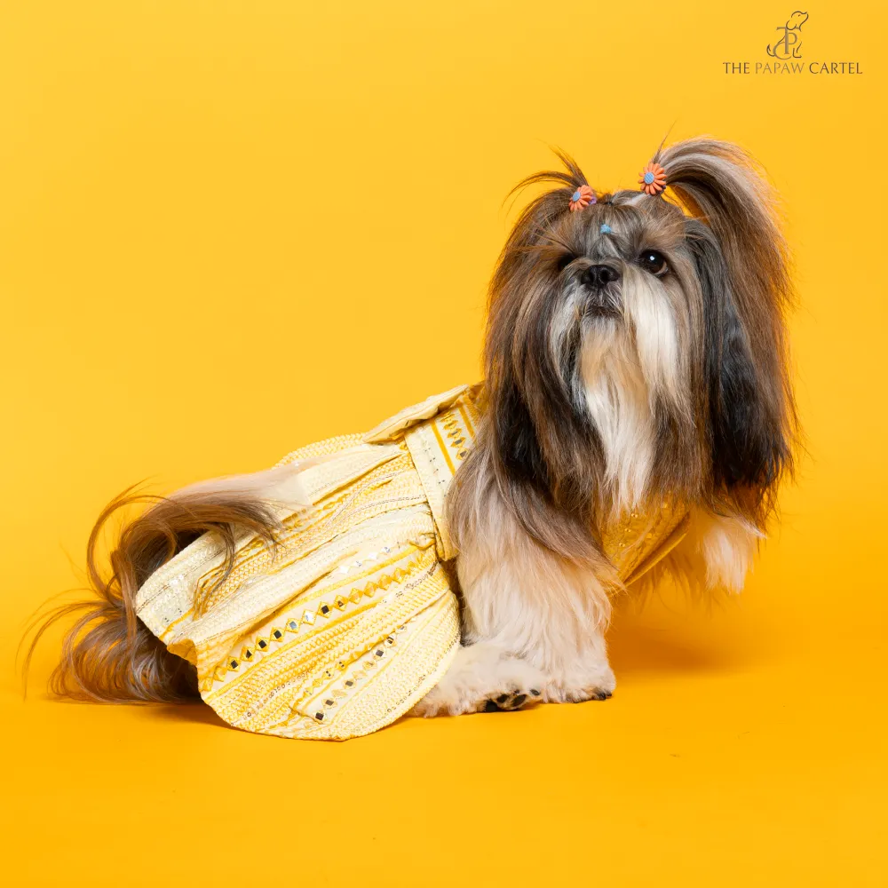 The Papaw Cartel Sunrise Ghagra Choli with Mirror Embroidery for Dogs (Yellow)