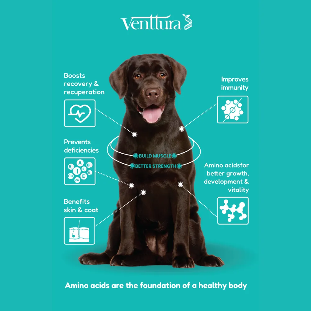 Venttura Amino Plus Syrup for Dogs